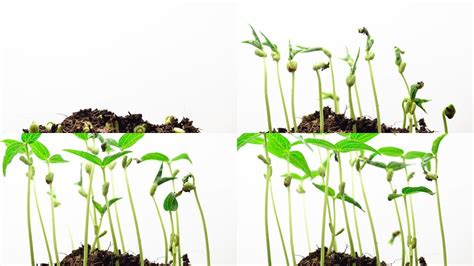 绿豆芽的变化过程 - 业百科