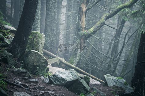 在雾云林地中漫步高清图片下载-正版图片304497905-摄图网