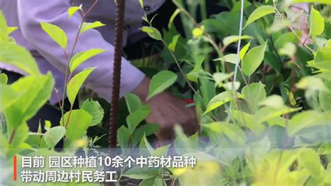 黑龙江黑河：优化农业结构 培育北药产业_凤凰网视频_凤凰网
