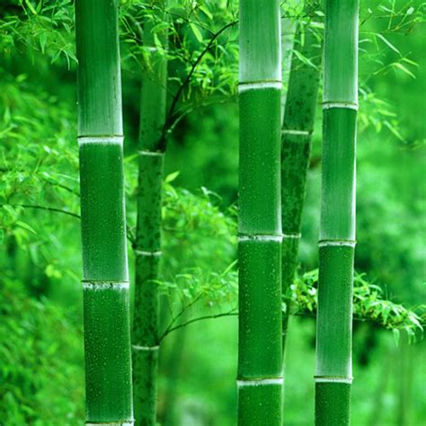 植物翠绿竹子头像(1张),单张头像_刻爱头像网