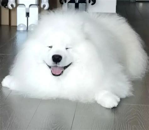 萨摩耶表情包耶耶表情包图片
