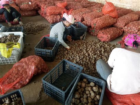云南这4个村的魔芋种植统一运营 每亩收益超万元_手机新浪网