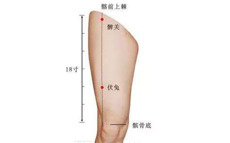 两髀最准位置图图片