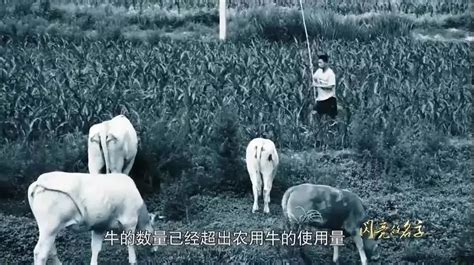 中国最早何时有了驯化的牛，这一点已经无从考证了……