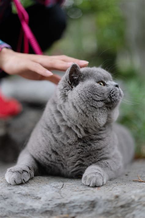 英短 蓝猫 双血统 种公 英国短毛猫|摄影|宠物摄影|沐米猫舍 - 原创作品 - 站酷 (ZCOOL)