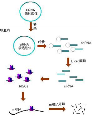 DNA/RNA定制合成 - 多肽定制|蛋白表达|医药技术转让-Best Biochem
