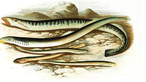 科学网—七鳃鳗 · 驼背海豚 - 张晓良的博文