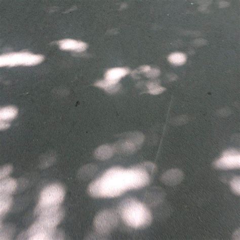 夏天没有叶子的树枝的影子高清图片下载-正版图片506003389-摄图网