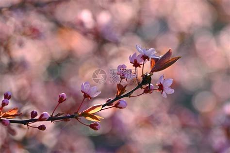 春日樱桃树在大自然中盛开的丰富多彩树太阳夏天精美高清图片下载-正版图片307988734-摄图网
