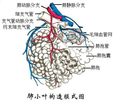 呼吸系统解剖构造 - 云端兽医知识库：技术文章