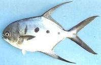 金鲳鱼和白鲳鱼的区别 - 百科 - 酷钓鱼