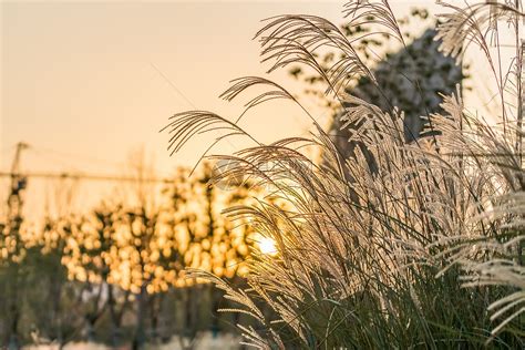 夕阳下的芦苇高清图片下载-正版图片500708749-摄图网