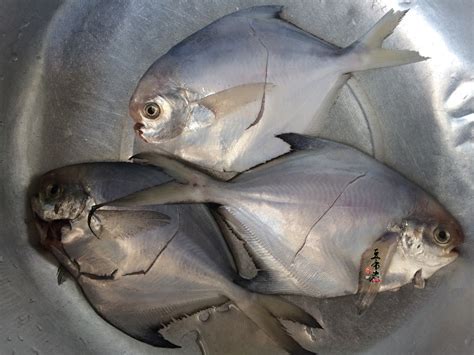 三都港 冷冻东海银鲳鱼550g 平鱼 深海鱼 生鲜 鱼类 海鲜水产 烧烤食材-商品详情-菜管家