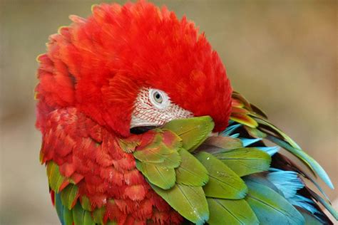 金刚鹦鹉 - 动物世界 - 景区 - 中南百草原官方网站 国家AAAA级旅游景区