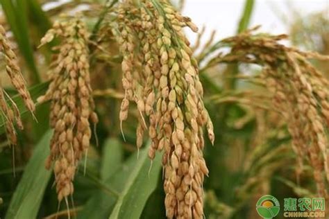 特高产水稻超优37,特高产水稻,特高产水稻品种_大山谷图库