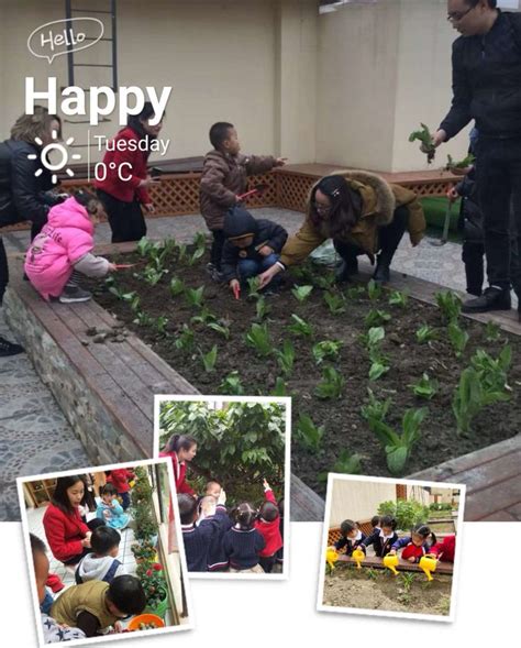 “种植—收获—分享”——幼儿园蔬菜种植活动