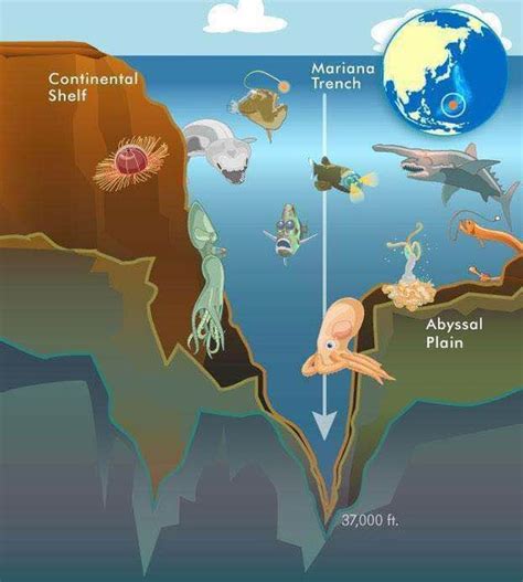 自然科普：海底最深处能看见什么-深圳科普网