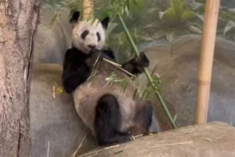 北京动物园将派兽医和饲养员下周抵美，护理并护送“丫丫”回国