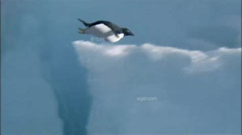 企鹅（动物名称） - 搜狗百科
