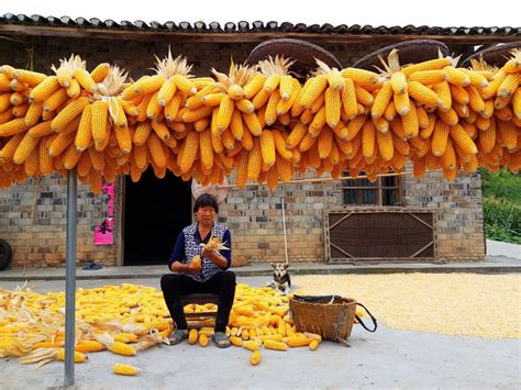 开心！老师手把手教同学们收割玉米 劳动教育课走进北京的小学课堂