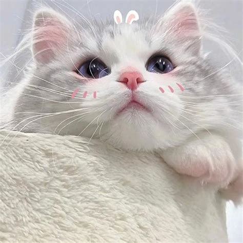 小猫头像可爱萌萌哒图片-配图网