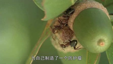 《自然世界蚂蚁帝国兴衰记》全集-电视剧-免费在线观看