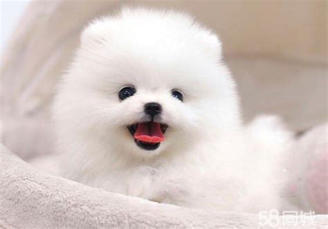 非主流博美犬头像男生