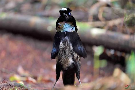 巴布亞紐幾內亞 天堂鳥