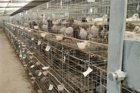 肉食鸽养殖最新型设备(鸽场必备！超实用肉鸽养殖设备) | 说明书网