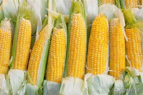 种植玉米如何选择品种？大粒和小粒区别在哪？4个技巧一看便知__财经头条