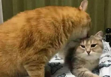 嘿嘿时，公猫为什么要咬母猫的脖子？真的有看起来那么霸道？_猫咪