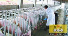 国内猪品种大全 - 惠农网