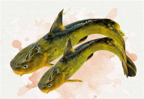 广州水产种质资源调查:四大家鱼养得最多 发现一批“杂交”新种