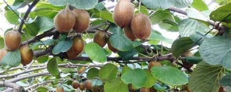 猕猴桃种植技术 - 花百科