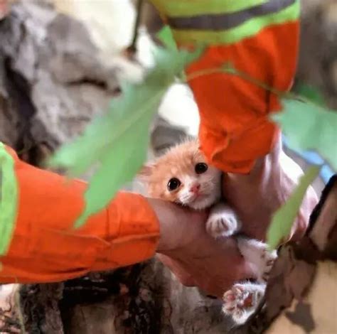 消防员下15米深井救出小猫后，主人激动地要送猫_北京日报网
