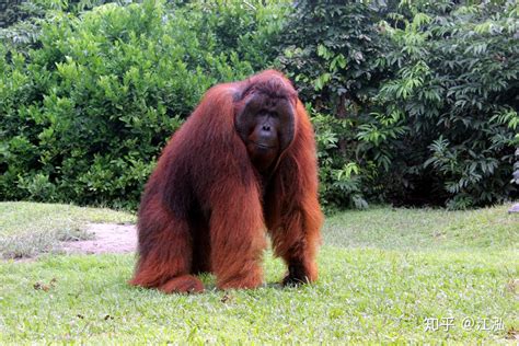 巨猿：生活在东南亚森林中的巨型灵长类 - 知乎