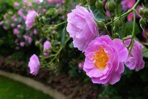红花蔷薇的主要价值_江苏沭阳好景园林