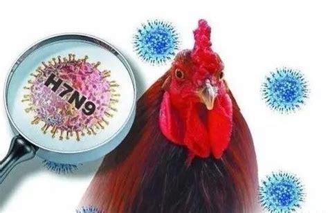湖北H7N9病例已达19例！禽流感来袭，这些事真不能再做了…