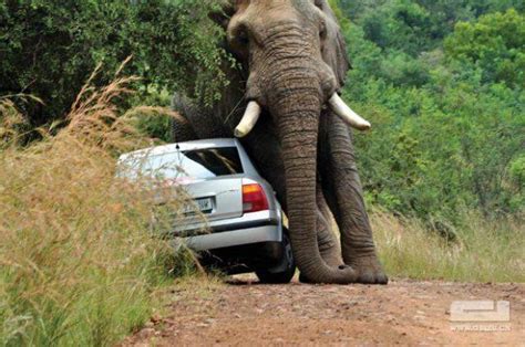 【南非公路上的大象与汽车摄影图片】南非纪实摄影_天涯浪人_太平洋电脑网摄影部落