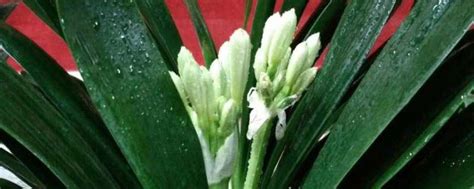 什么品种的君子兰比较好养-花卉百科-中国花木网