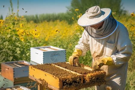 养蜂人自然近距离观察蜂蜜在细胞上的工作昆虫高清图片下载-正版图片307932346-摄图网