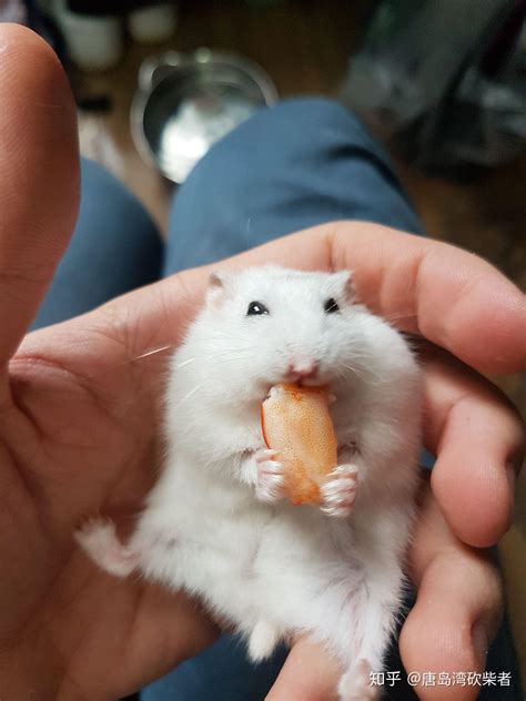 肌肉仓鼠图片