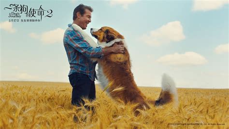 《一条狗的使命》发终极海报 萌宠贝利四世轮回 - 中国电影网