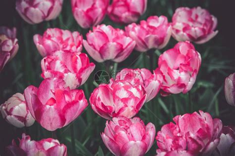 郁金香花团锦簇高清图片下载-正版图片307843023-摄图网