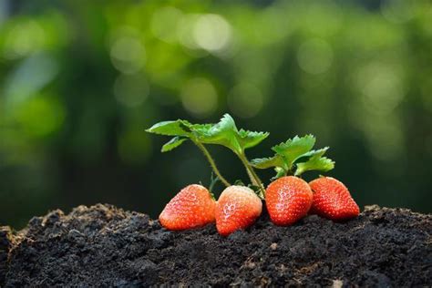 草莓如何种植 多久能成熟-养花技巧-江苏长景园林