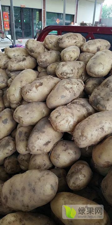 大量出售定西黑金刚土豆商品和种子 _土豆价格行情_蔬菜商情网