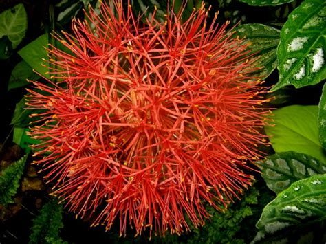 时下最火的杂技师——网球花---- 中科院华南植物园