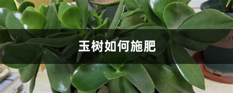 玉树老桩的养殖方法-种植技术-中国花木网