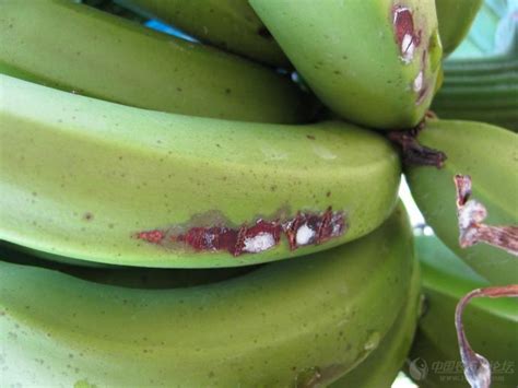果树病虫害之香蕉病虫害识别与防治 – 百蔬君