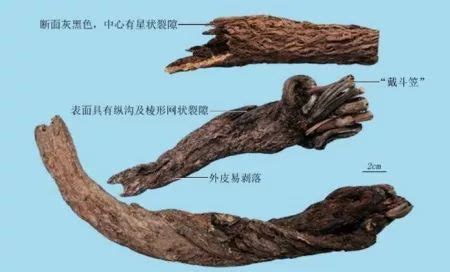 漏芦图片